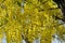 Flowering tree- Indian laburnum-Cassia fistula