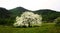 Flowering tree on meadow, blossom fruit tree over nature background.
