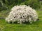 Flowering tree on meadow, blossom fruit tree over nature background.