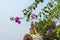 Flowering tree in the Park of the monastery Kopan, Kathmandu, Ne