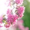 Flowering tree pink - closeup .