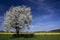 Flowering Tree Rapeseed Field