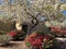 Flowering Tree And Red Bougainvillea