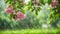 flowering tree in a refreshing rain shower in summertime on blurred nature