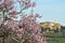 Flowering tree in spring with the town of Pienza on the background. Val d`Orcia, Tuscany. Italy