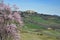 Flowering tree in spring with the town of Pienza in the background. Val d`Orcia, Tuscany. Italy