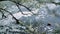 Flowering tree with white flowers grows above the rugged, foamy riverbed.