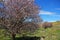 Flowering trees along the road