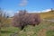 Flowering trees along the road