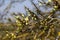 Flowering trees in the gardens in spring time