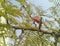 Flowering trees growing in the garden, nature photography