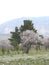 Flowering trees in the Tajik mountains