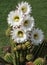 Flowering Trichocereus cactus