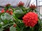 Flowering tropical evergreen shrub lat.- Ixora coccinea