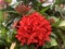 Flowering tropical evergreen shrub lat.- Ixora coccinea