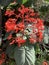 Flowering tropical shrub Clerodendrum speciosum