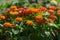 Flowering tropical shrub Lantana camara common lantana