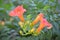 Flowering Trumpet Vine Budding and Blooming