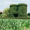 A flowering Trumpet Vine climbs and wraps around a grain silo on a farm during the summer months