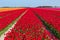 Flowering tulip fields