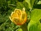 Flowering tulip tree liriodendron tulipifera. Pale green and yellow flower with an orange band on the tepals