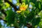 Flowering tulip tree Liriodendron Tulipifera, Tulip Tree, American Tulip Tree, Tuliptree