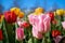 Flowering tulips in spring