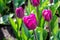 The flowering of tulips in urban gardens and parks is the arrival of spring and heat