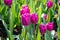 The flowering of tulips in urban gardens and parks is the arrival of spring and heat