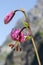 Flowering Turk cap lily