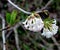 Flowering twig of Grand Cranberry bush, Viburnum grandiflorum,