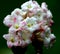 Flowering twig of Grand Cranberry bush, Viburnum grandiflorum,