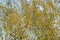 Flowering twigs of birch