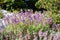 Flowering twigs of fragrant wild sage plant in the forest