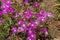 A flowering, undersized shrub Delosperma with pink flowers growing close-up