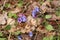 Flowering Unspotted lungwort Pulmonaria obscura plant in wild