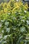 Flowering Ð²ush elecampane, inula