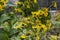 Flowering Ð²ush elecampane, inula