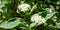 Flowering variegated shrub Cornus alba Elegantissima or Swidina white. Green with white leaves and red branches