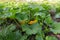 Flowering vegetable marrow plant on a field, close-up