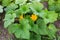 Flowering vegetable marrow plant on a field, top view