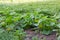 Flowering vegetable marrow plants on a field in morning