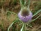 Flowering velvet in Maramures county