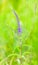 Flowering Veronica longifolia or longleaf speedwell