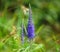 Flowering Veronica longifolia or longleaf speedwell