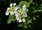 Flowering of the viburnum. Amazing beauty of tender inflorescences.