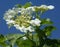 Flowering of the viburnum. Amazing beauty of tender inflorescences.