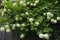 Flowering Viburnum Boule de Neige Snowball Tree