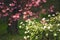 Flowering viburnum bushes and sakura tree in spring garden.