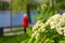 Flowering viburnum and river